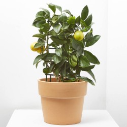 LIMONERO ESPALDERA MACETA 19CM