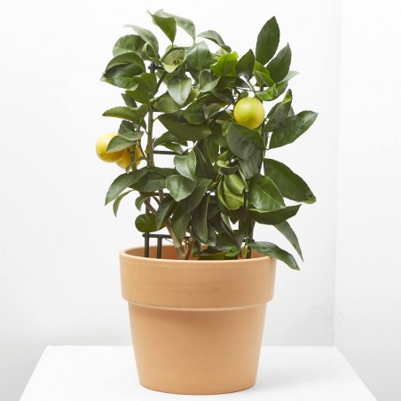 LIMONERO ESPALDERA MACETA 19CM