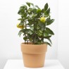 LIMONERO ESPALDERA MACETA 19CM