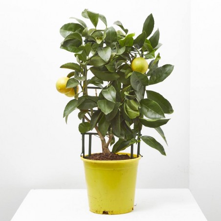 LIMONERO ESPALDERA MACETA 19CM