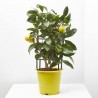 LIMONERO ESPALDERA MACETA 19CM