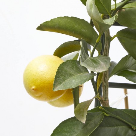 LIMONERO ESPALDERA MACETA 19CM