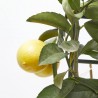 LIMONERO ESPALDERA MACETA 19CM