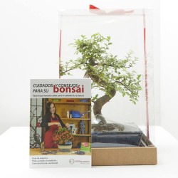 BONSÁI 8 AÑOS + CAJA REGALO + GUÍA DE CUIDADOS