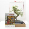 BONSÁI 8 AÑOS + CAJA REGALO + GUÍA DE CUIDADOS