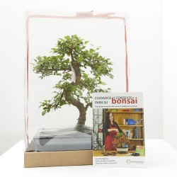 BONSÁI 10 AÑOS+ CAJA REGALO + GUÍA DE CUIDADOS