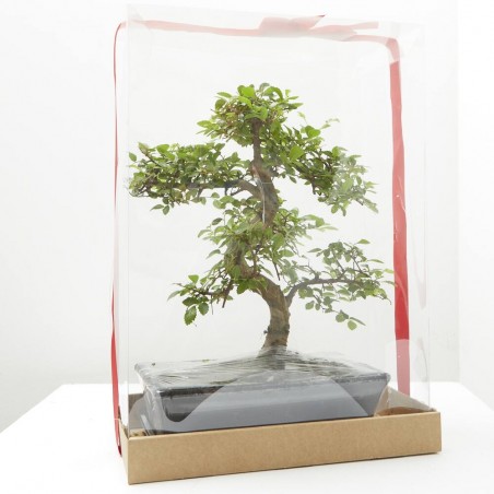 BONSÁI 10 AÑOS+ CAJA REGALO + GUÍA DE CUIDADOS