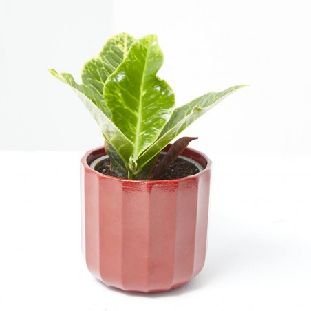 CROTON MACETA 9CM