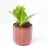 CROTON MACETA 9CM