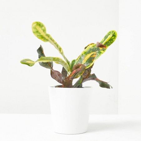 CROTON MACETA 9CM