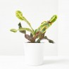 CROTON MACETA 9CM