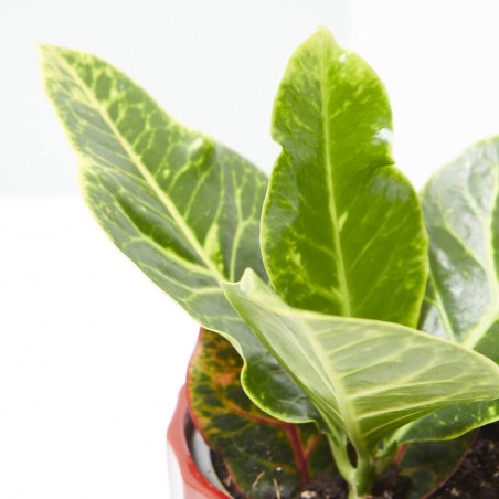 CROTON MACETA 9CM