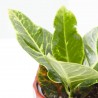 CROTON MACETA 9CM