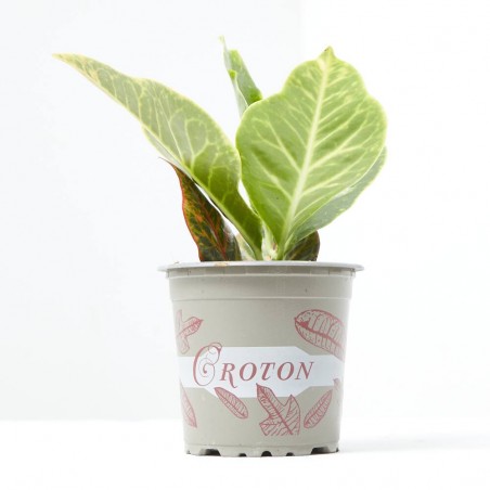 CROTON MACETA 9CM