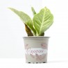 CROTON MACETA 9CM