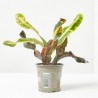 CROTON MACETA 9CM