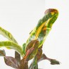CROTON MACETA 9CM