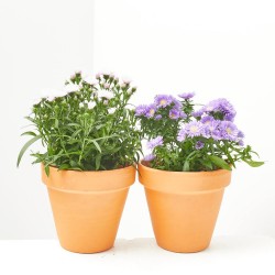 MARGARITA ASTER