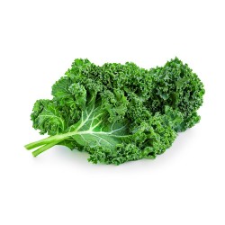 COL KALE EN MACETA