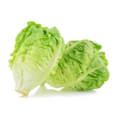 LECHUGA COGOLLO EN MACETA