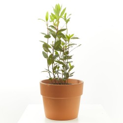 LAUREL