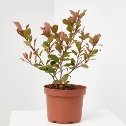 PHOTINIA ENANA