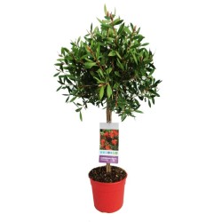 CALLISTEMON COPA