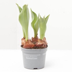 TULIPÁN MACETA 13CM