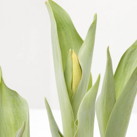 TULIPÁN MACETA 13CM
