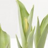 TULIPÁN MACETA 13CM