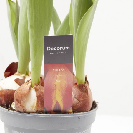 TULIPÁN MACETA 13CM