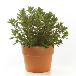 VERONICA