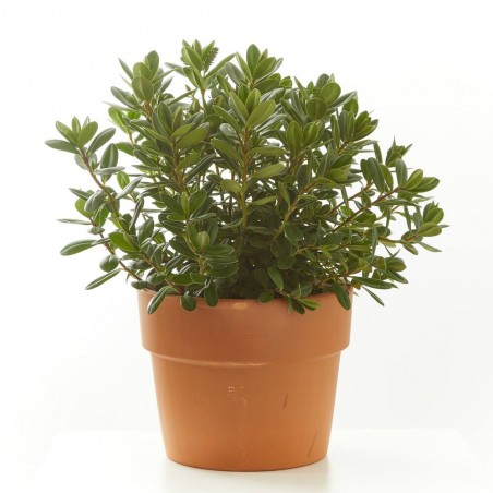 VERONICA