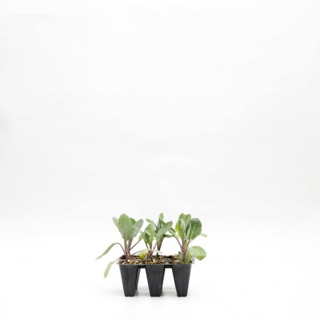 COL REPOLLO BANDEJA 6 UDS