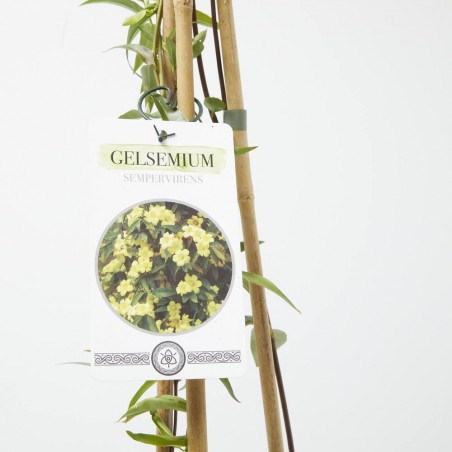 GELSEMIUM MACETA 15CM 