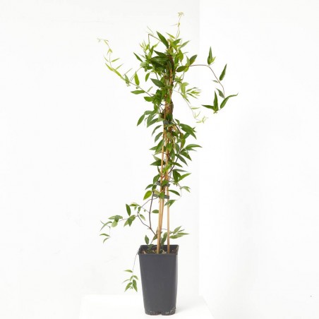 GELSEMIUM MACETA 15CM 