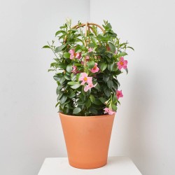 DIPLADENIA TRIPLE ARCO MACETA 27CM