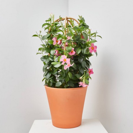 DIPLADENIA TRIPLE ARCO MACETA 27CM