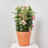 DIPLADENIA TRIPLE ARCO MACETA 27CM