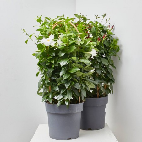 DIPLADENIA TRIPLE ARCO MACETA 27CM