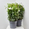 DIPLADENIA TRIPLE ARCO MACETA 27CM