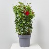 DIPLADENIA TRIPLE ARCO MACETA 27CM