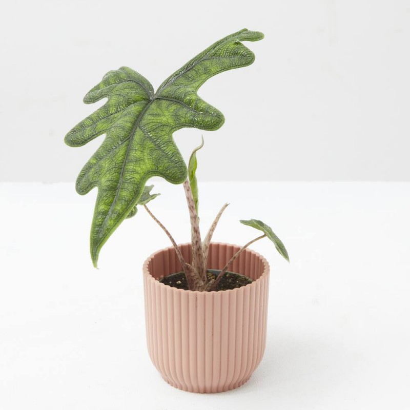 ALOCASIA JACKLYN MACETA 6CM
