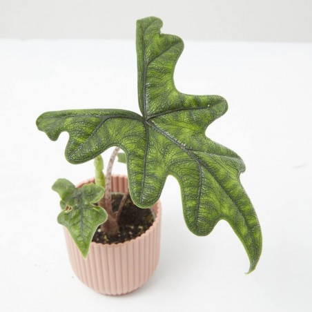 ALOCASIA JACKLYN MACETA 6CM