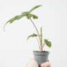 ALOCASIA JACKLYN MACETA 6CM