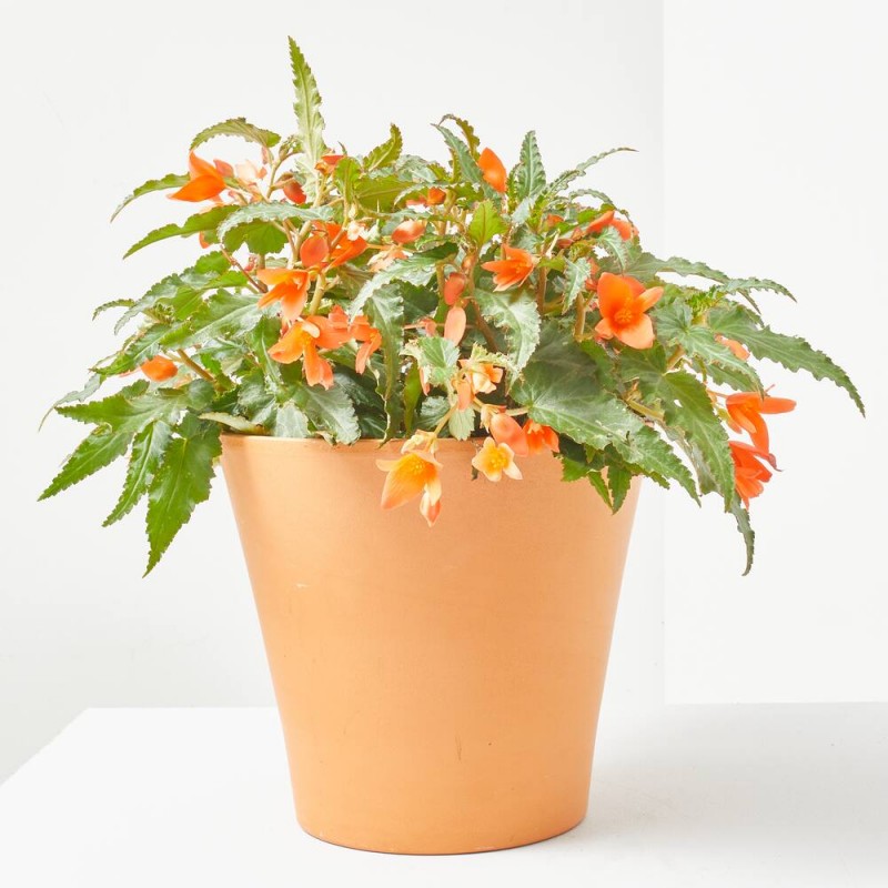BEGONIA VARIEDADES T22