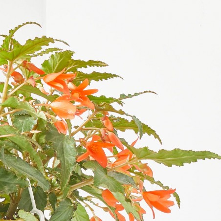 BEGONIA VARIEDADES T22