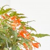 BEGONIA VARIEDADES T22