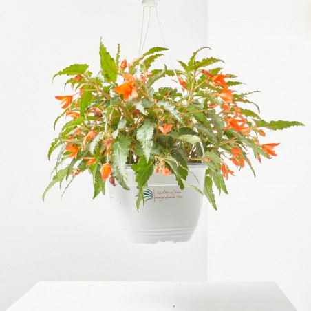 BEGONIA VARIEDADES T22