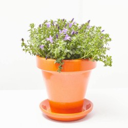 CAMPANULA EXTERIOR M-15_